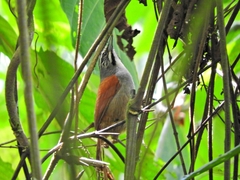 Pheugopedius mystacalis