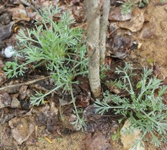 Artemisia campestris