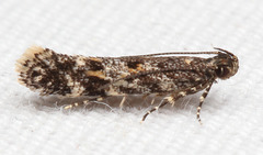 Glauce pectenalaeella
