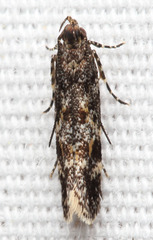 Glauce pectenalaeella