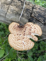 Cerioporus squamosus