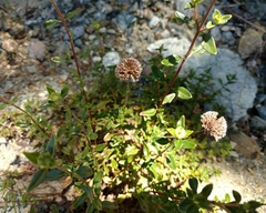 Monardella sheltonii