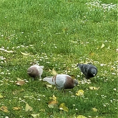 Columba livia domestica