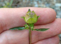 Monardella sheltonii