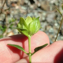 Monardella sheltonii