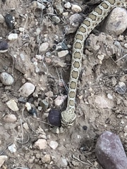 Crotalus oreganus concolor