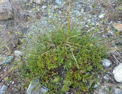 Monardella sheltonii