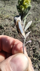 Cucullia argentina