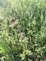 Lamium amplexicaule orientale