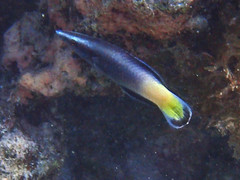 Labroides bicolor