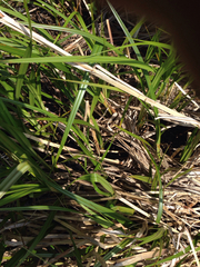 Schoenoplectus americanus