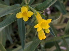 Lithospermum incisum