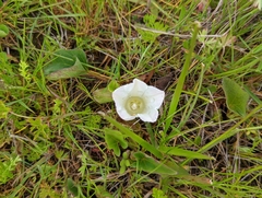 Calystegia atriplicifolia