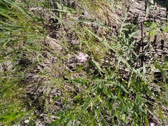 Psephellus marschallianus