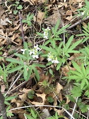 Cardamine concatenata