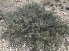 Condalia ericoides