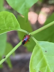 Tropidosteptes cardinalis