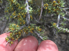 Condalia ericoides