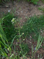 Capsella bursa-pastoris