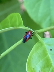 Tropidosteptes cardinalis
