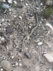 Crotalus oreganus concolor