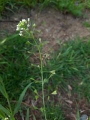 Capsella bursa-pastoris