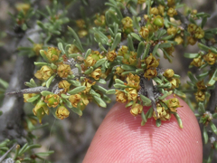 Condalia ericoides