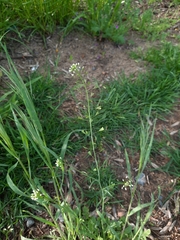 Capsella bursa-pastoris