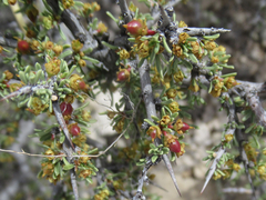 Condalia ericoides