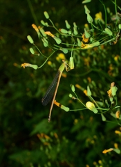 Ceriagrion glabrum