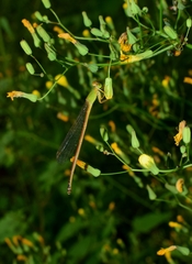 Ceriagrion glabrum