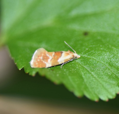 Phalonidia ontariana