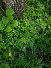 Geranium robertianum