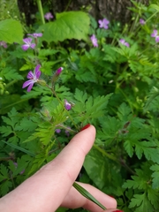 Geranium robertianum