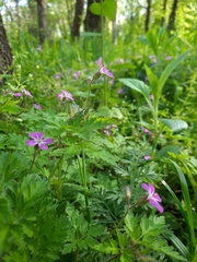 Geranium robertianum
