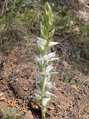 Cephalanthera epipactoides