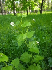 Alliaria petiolata