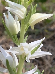 Cephalanthera epipactoides