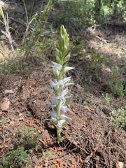 Cephalanthera epipactoides