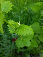 Alliaria petiolata
