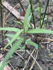Asclepias perennis