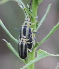 Trirhabda bacharidis