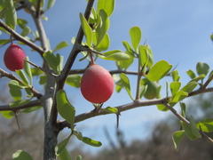 Ximenia pubescens