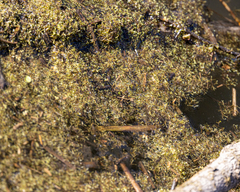 Riccia fluitans