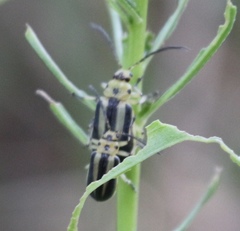 Trirhabda bacharidis