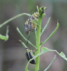 Trirhabda bacharidis