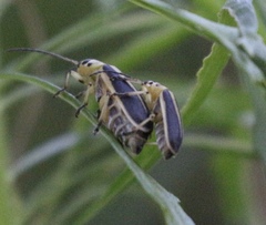 Trirhabda bacharidis