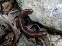 Pachyiulus hungaricus