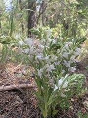 Cephalanthera epipactoides