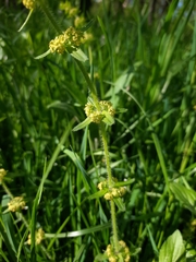 Cruciata